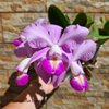 Cattleya Memorial Chuang Wen-Hsien(violacea x nobilior)